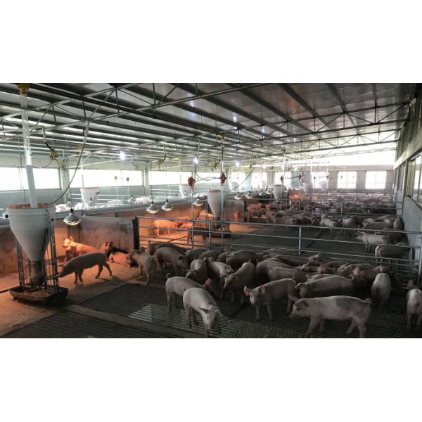 Anti Corrosion Livestock Feeding Equipment Pig Wet Dry Feeder Trough