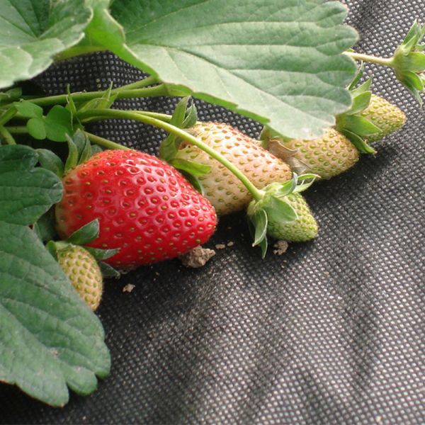 Чернота 100gr ткани управлением засорителя сада сверхмощного Geotextile гидрофильная не сплетенная