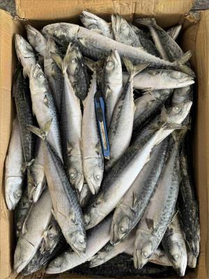 Varies Fresh Frozen Seafood Flavor Varies ' Satisfaction