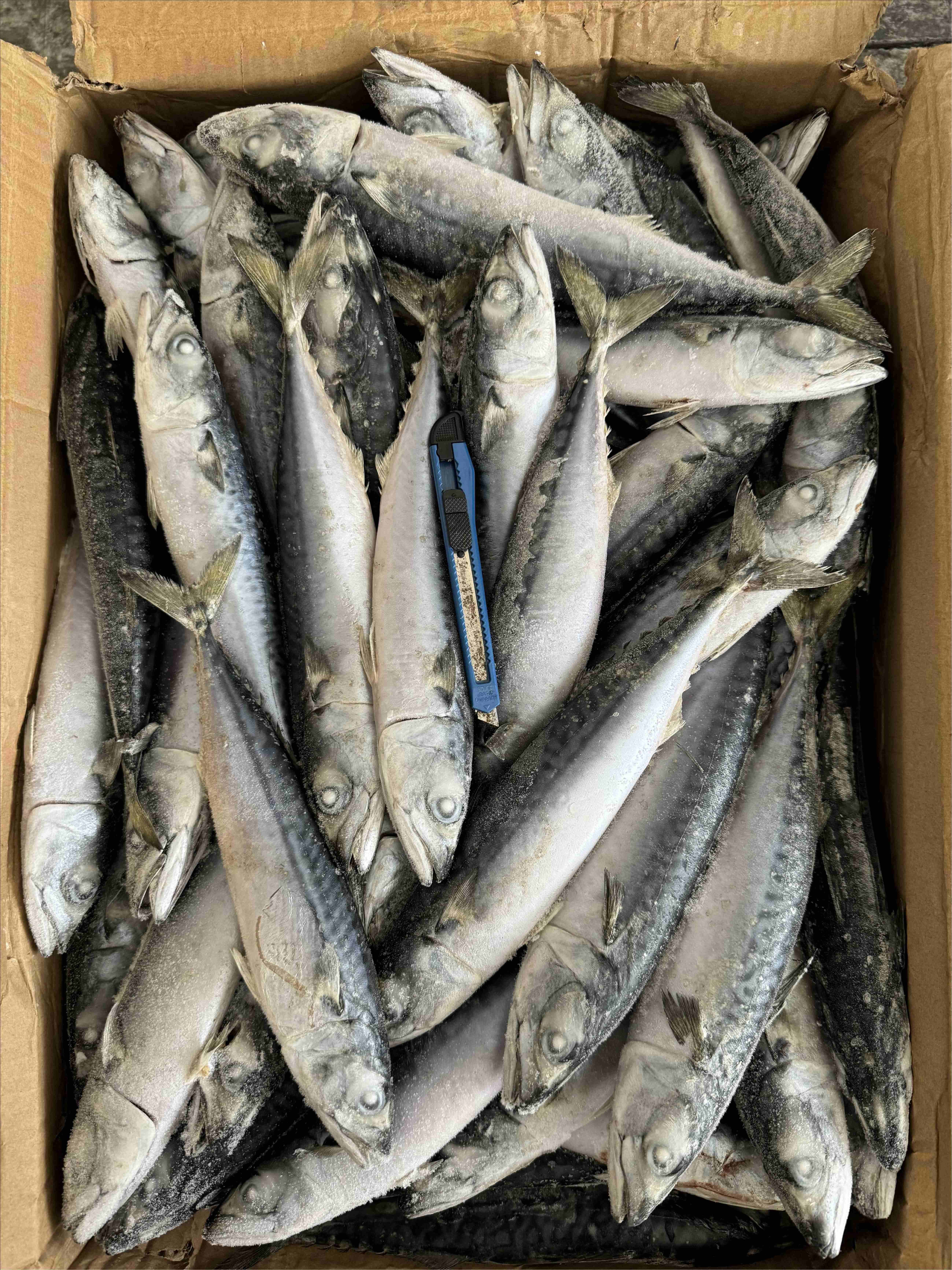 БСФ Тихоокеанская скумбрия 100-200 г для рынка морепродуктов