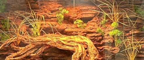 トカゲケージの背景 生き生きとした質感 本物の自然 環境に優しい構造