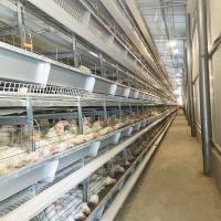 20000 Pássaros Bateria Gaiola Galinha Tipo H Tipo H Para Fazenda Paquistão 2mm