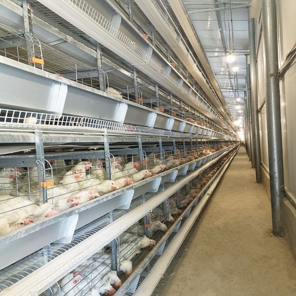 Layer Chicken Farming Poultry Equipment Manufacturers Battery Chicken Cages