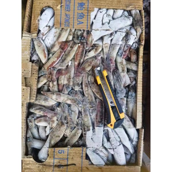 Whole Round Good Color BQF Frozen Indian Squid 100g Down