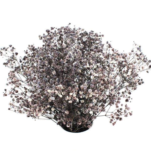 Eternal Beautiful Dried Flowers Baby Breath For Celebration Activities