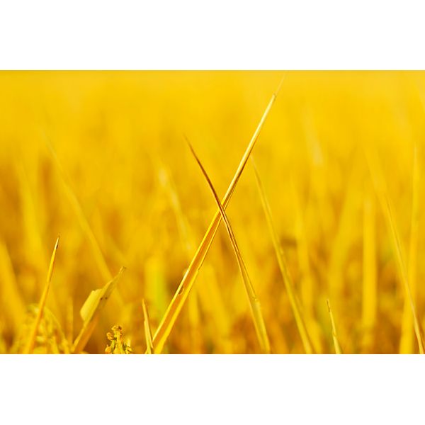 Total Free 80% Amino Acid Powder