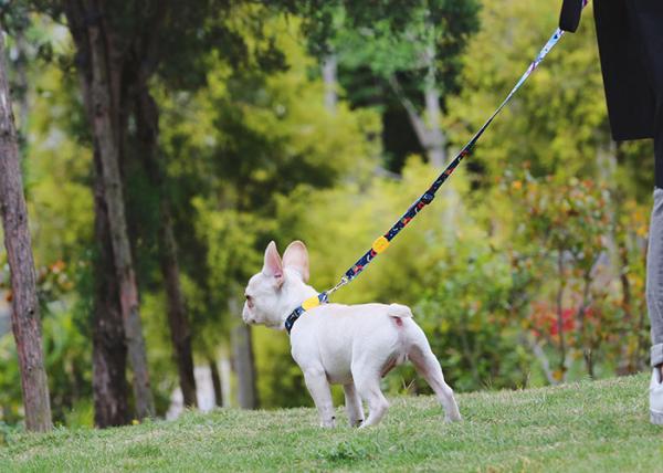 6.5ft 2m Anti Pull Dog Leash Harness Combo For Small Dogs