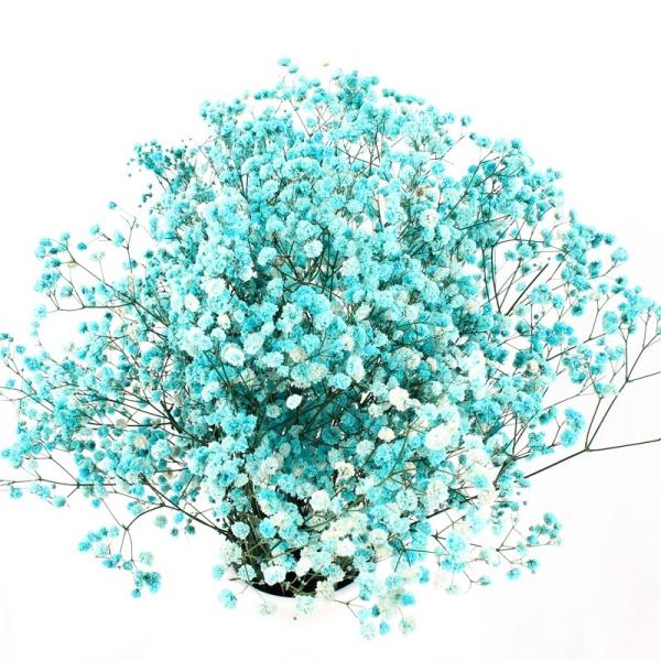 Flores secadas bonitas eternas Babysbreath para a decoração do jardim