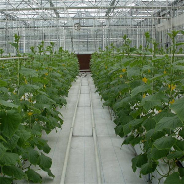 Estufa de vidro temperado Venlo multi-span 4 com ventilação totalmente automatizada