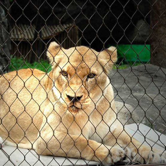 7×19 Wire Rope Mesh Netting Rhombus High Tensile Woven Wire Mesh 1.5mm Hand Woven