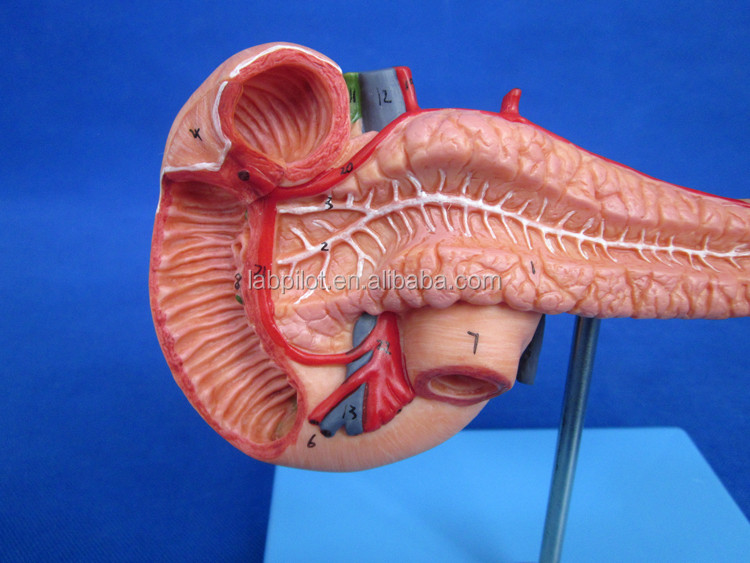 Educational Demonstration Model of Human Life Size Pancreas with Spleen and Duodenum