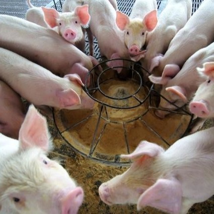 Blood Meal Spray Dried Animal Plasma Anticoagulant Fresh Blood Powder