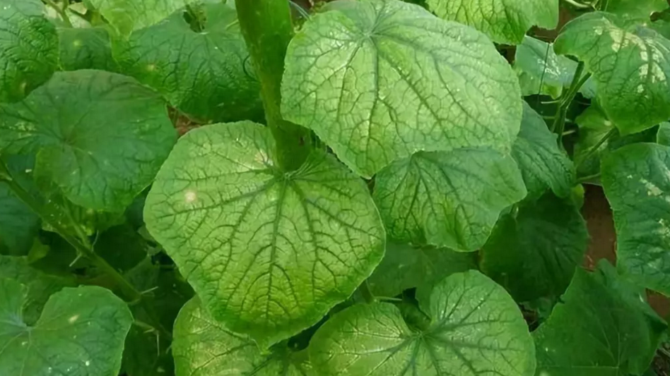 Естественное удобрение корня для деревьев хелатируя прослеживающий элемент Мг магния