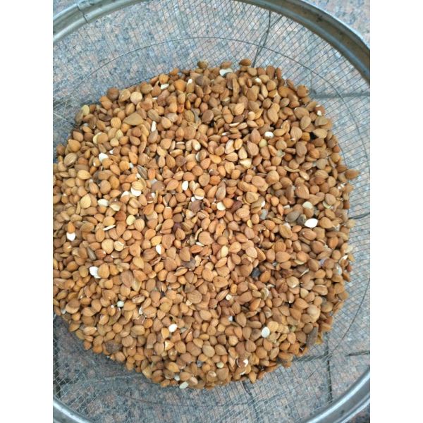 Греция Фисташки Орехи Ореховый цвет сортировщик