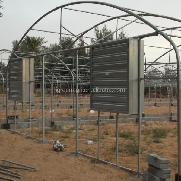 10m Width Tunnel Light Deprivation Greenhouse Single Layer With Galvanized Steel Pipe