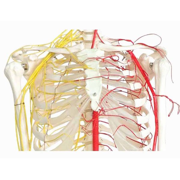 All human skeleton model with neurovascular Life Size Skeleton with Spinal Nerves Muscle Insertion Human Skeleton Model