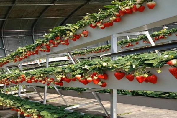 Cultivo sin suelo Plantación en un canal de forma A Substrato de cultivo para el invernadero de la fresa
