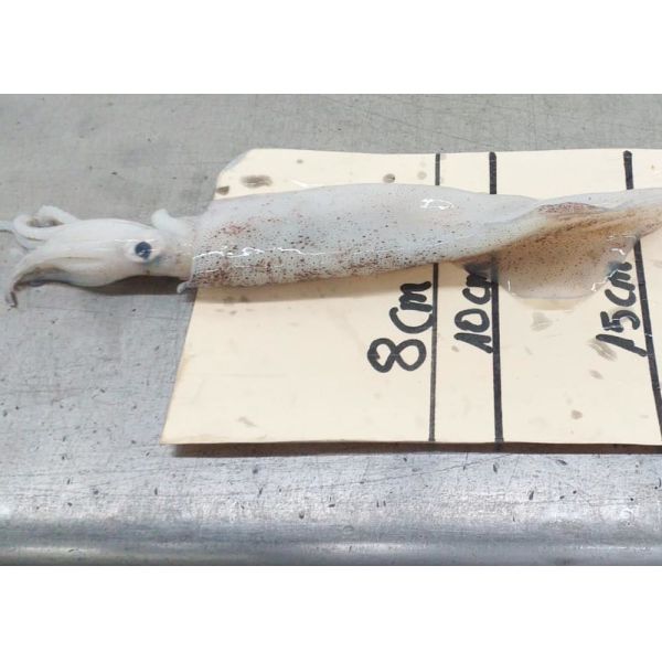 Freshness Squid Dried Fish Chinensis 18cm - 25cm Iso Certification