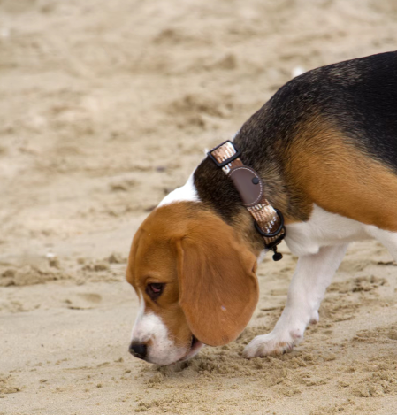 Soft Comfortable Advantage Custom Led Dog Collar with Tracker Case Waterproof Light