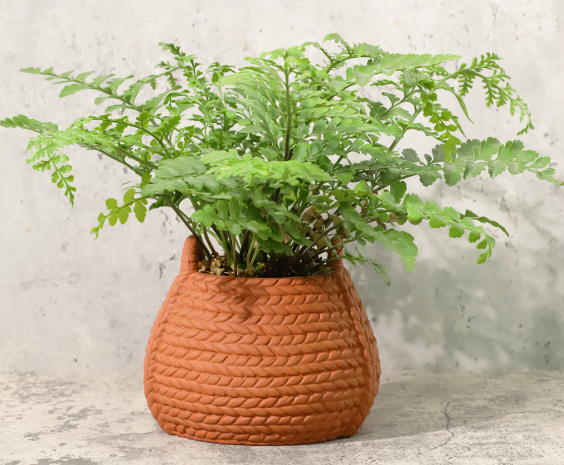 6 Inch Small Terracotta Pots For Indoor Plants Live
