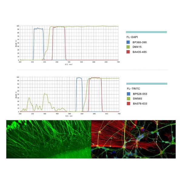 OPTO-EDU A16.1098 lleno motorizó el FB/el pH/el PL/FL/DIC optos de Edu Microscope Semi APO