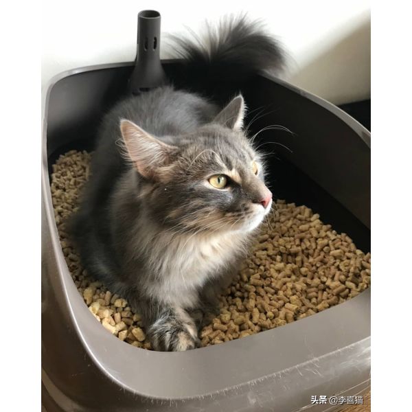 Supremely Scented Cat Litter Powder For Long Lasting Freshness HACCP Certified