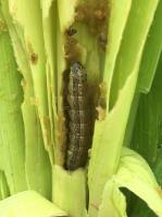 Ingrédient actif Virus des ravageurs et pesticides pour les cultures de maïs Bt pour une longue durée de conservation