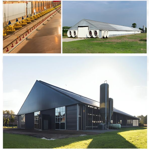 Large Span Steel Structure Chicken house Customizable for Poultry Farming