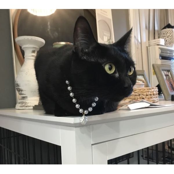 CZX Pet Cute Handmade Necklace with Selection of Pendants Designed for Cat Dog Collar