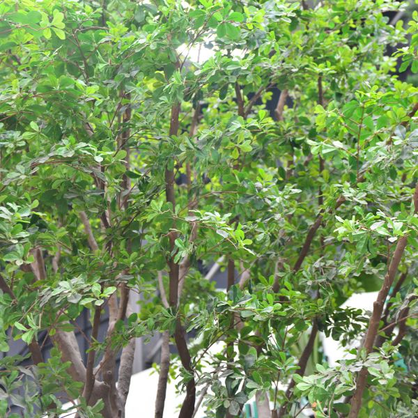 Artificial Banyan Tree For Decoration， Customized UV-Resistant And Flame-Retardant 5M Height