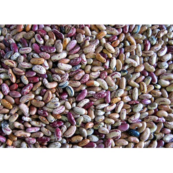 Maximum Capacity Beans Color Sorter Grains Processing machine