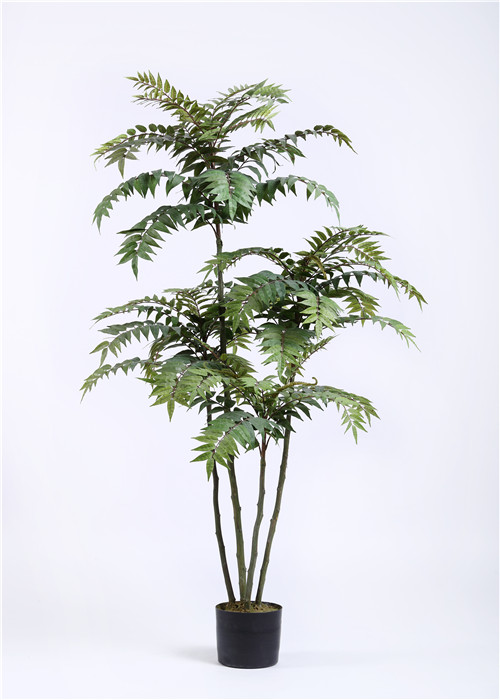 Крытое сопротивление Altissima астетического Ailanthus заводов и деревьев шелка сильное УЛЬТРАФИОЛЕТОВОЕ