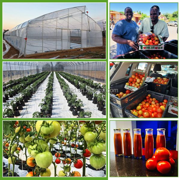Agricultural Single Span Tunnel Green House Sprinkler Irrigation Lettuce Greenhouse For Farm