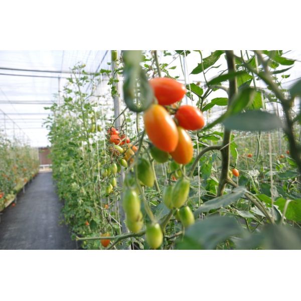 Invernadero de contenedores de cultivo verticales de gran extensión con sistema de cultivo de sustrato