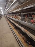 Type H Grandes tailles couche d'œuf automatique Cage de poulet Matériau galvanisé à chaud