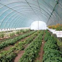 Single Span Plastic PE Film Agricultural Tunnel Greenhouse With Drip Irrigation System
