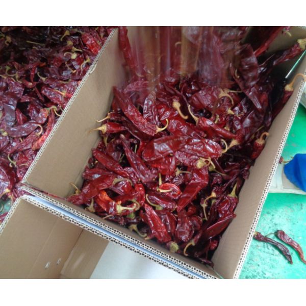 Guajillo Солнце высушило чили красное Guajillo перчит сладкий вкус КОШЕРНЫЙ