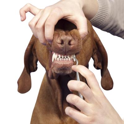 Dentes de cão de estimação portáteis dos gatos das ferramentas da preparação do animal de estimação que limpam o cálculo dental do tártaro da pena 17cm