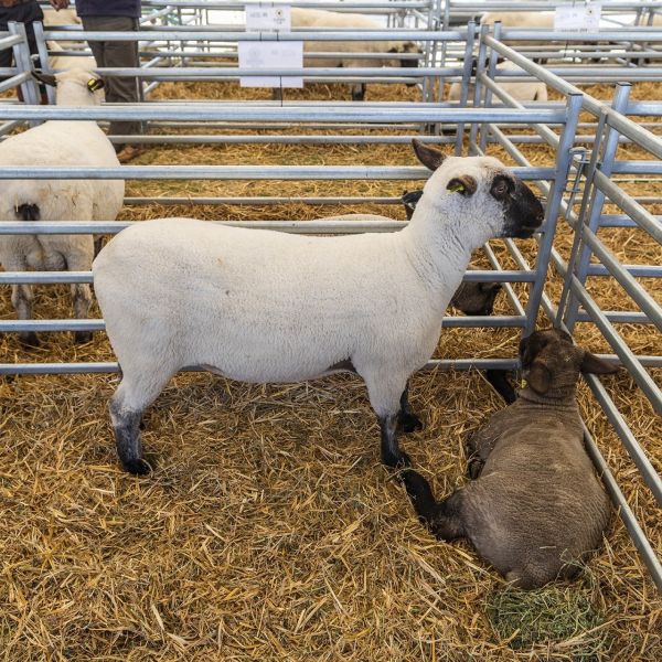 Portable Metal Sheep Panel For Sheepyard Goat Panel Galvanized Panels