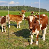 Résolution unique pour le projet de clôture de bétail en fil de fer sur mesure
