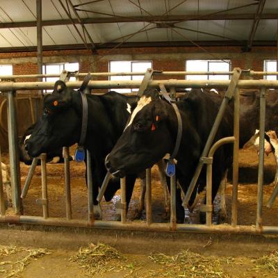 Modern Light Steel Frame Horse Barns , Steel Structure Building Cattle Shed