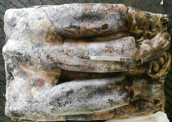Whole Round Frozen Squid Tubes Dosidicus Gigas Bqf Good Freshness Peru Giant