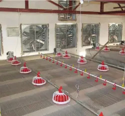 Линия 50-100кг/Х автоматического цыпленка оборудования птицы цыпленка подавая