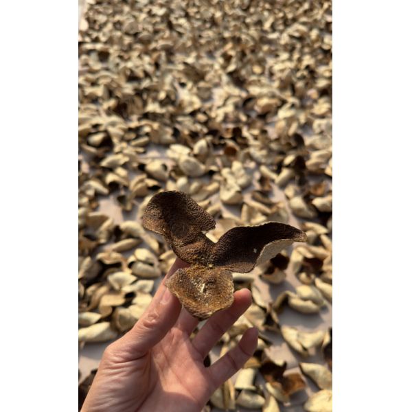 Écorce de mandarine chinoise séchée naturelle, écorce de mandarine séchée au soleil biologique