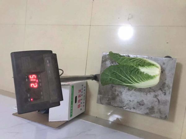 Delicious Bright Fresh Green Cabbage No Rotten Signs Fiber Shin 2.5kg / Per