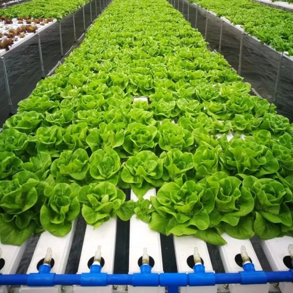 Food-Grade PVC NFT Hydroponic Gully System with UV Inhibitors and Customizable Dimensions for Commercial Greenhouses