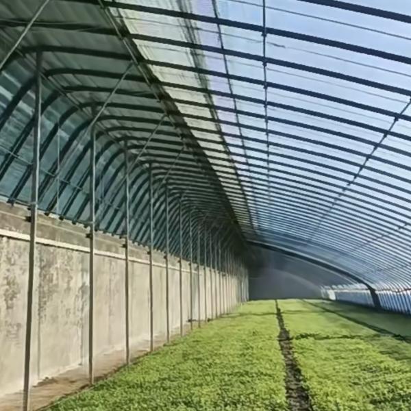 Estufas para plantação de flores em filme vegetal com irrigação por gotejamento e cobertura de folha de plástico