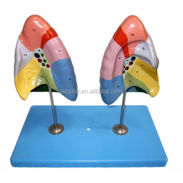 Bronchopulmonary Segments of Lung Model Human Life Size for Schools and Medical Teaching