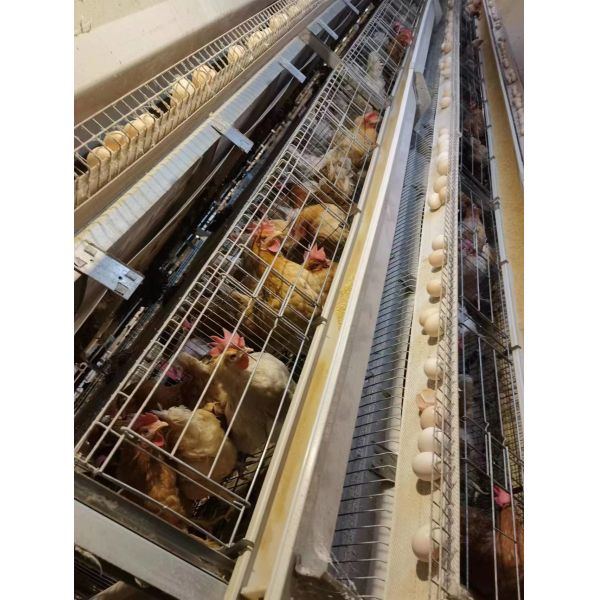 144 Birds Full Automatic Poultry Battery Cage Chicken Egg Layer Cage