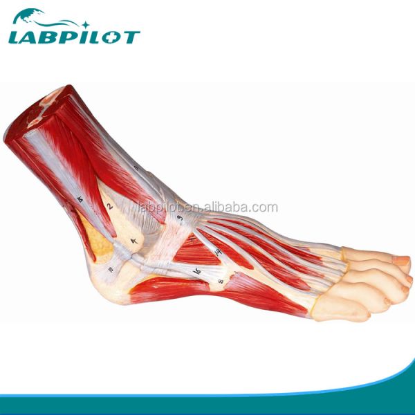 Vivid Muscle Model of Human Foot Plantar Anatomy Detailed Structures Foot Anatomy Model